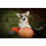 Вельш корги пемброк