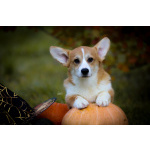 Вельш корги пемброк