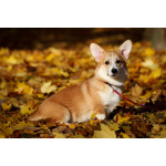 Вельш корги пемброк