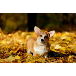 Вельш корги пемброк