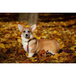 Вельш корги пемброк