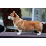 Вельш корги пемброк