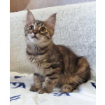 Маленькая полосатая кото-рысь ищет дом