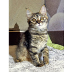 Маленькая полосатая кото-рысь ищет дом