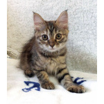 Маленькая полосатая кото-рысь ищет дом