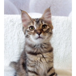 Маленькая полосатая кото-рысь ищет дом