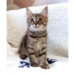 Маленькая полосатая кото-рысь ищет дом