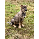 Чудесные домашние щенки мальчик и девочки в добрые руки