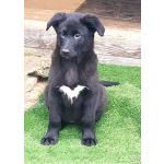 Чудесные домашние щенки мальчик и девочки в добрые руки