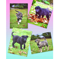 Чудесные домашние щенки мальчик и девочки в добрые руки