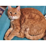 Рыжее солнышко кошечка Алиса ищет дом