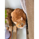 Рыжее солнышко кошечка Алиса ищет дом