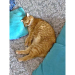 Рыжее солнышко кошечка Алиса ищет дом