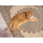 Рыжее солнышко кошечка Алиса ищет дом