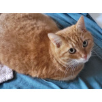 Рыжее солнышко кошечка Алиса ищет дом