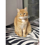 Рыжее солнышко кошечка Алиса ищет дом