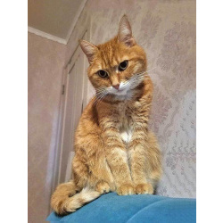 Рыжее солнышко кошечка Алиса ищет дом