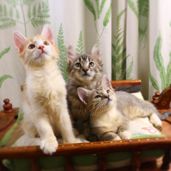 Красивые котята в дар