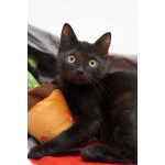 Чёрные котята Оникс и Отелло в добрые руки