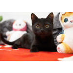 Чёрные котята Оникс и Отелло в добрые руки