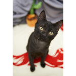 Чёрные котята Оникс и Отелло в добрые руки