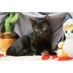 Чёрные котята Оникс и Отелло в добрые руки