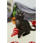 Чёрные котята Оникс и Отелло в добрые руки