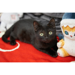 Чёрные котята Оникс и Отелло в добрые руки