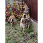 Щенки ЗСЛ девочки