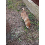 Щенки ЗСЛ девочки