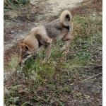 Щенки ЗСЛ девочки