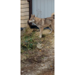 Щенки ЗСЛ девочки