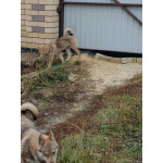 Щенки ЗСЛ девочки