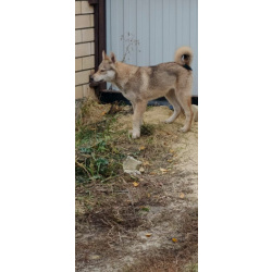 Щенки ЗСЛ девочки