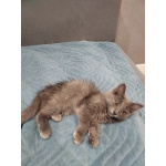 Ласковая кошечка Мышка ищет дом