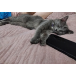 Ласковая кошечка Мышка ищет дом