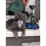 Ласковая кошечка Мышка ищет дом