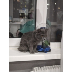 Ласковая кошечка Мышка ищет дом