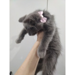 Ласковая кошечка Мышка ищет дом