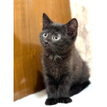 Забавный Проша, котенок 2,5 мес в добрые руки.