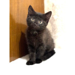 Забавный Проша, котенок 2,5 мес в добрые руки.