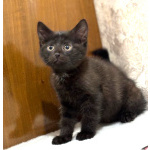 Забавный Проша, котенок 2,5 мес в добрые руки.