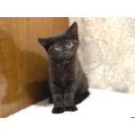 Забавный Проша, котенок 2,5 мес в добрые руки.