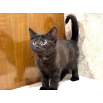 Забавный Проша, котенок 2,5 мес в добрые руки.