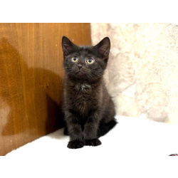 Забавный Проша, котенок 2,5 мес в добрые руки.