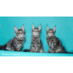 Мейн куны из питомника