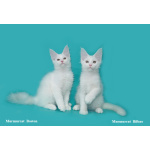 Мейн куны из питомника