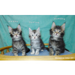 Мейн куны из питомника