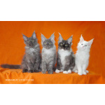 Мейн куны из питомника