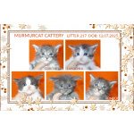 Мейн куны из питомника